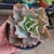 Echeveria Takasago no Okina