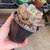 Echeveria Takasago no Okina - comprar online