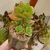 Echeveria Gimney Tennyo - comprar online