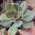 Echeveria Hibrida - comprar online