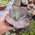 Echeveria Gibiflora - Suculentas da Meire