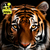 Tigre de Bengala - comprar en línea