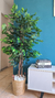 Arvore Ficus Toque Real no Cesto - 1.70cm no - loja online