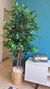 Arvore Ficus Toque Real no Cesto - 1.70cm no