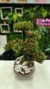 Arranjo Bonsai Toque Real - 40cm