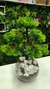 Arranjo Bonsai Verde Claro Toque Real - 40cm na internet