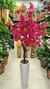 Arvore de Bougainville Vaso Cone - 1.80cm - Via Paris Decor