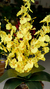 Orquidea Chuva de Ouro Vaso de Vidro - 55cm - comprar online