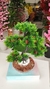 Arranjo Bonsai Toque Real - 40cm - comprar online