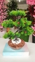 Arranjo Bonsai Toque Real - 40cm