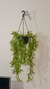 Chifre de Veado Suspenso - 70cm - comprar online