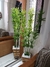 Bambu 4 Galhos - 1,60cm - Via Paris Decor