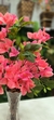 Bougainville de Mesa - 50cm - comprar online