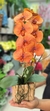 Orquídea Cetim Laranja - 50cm - comprar online