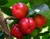 Acerola Gigante