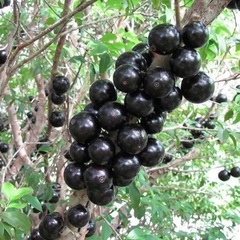 Jabuticaba Híbrida