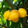 Mangostão Amarelo