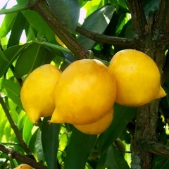 Mangostão Amarelo