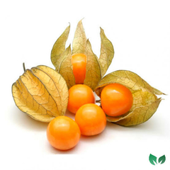 Physalis