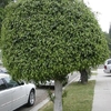 Ficus