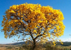 Ipê Amarelo