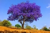 Jacaranda