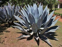 Agave Azul