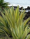 Agave Furcrea