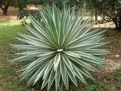 Agave Piteira do Caribe