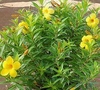 Alamanda Amarela