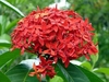 Ixora