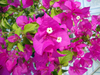 Primavera ou Bougainville