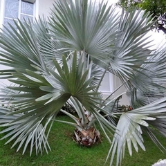 Palmeira Azul ou Bismark