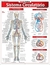 Resumao - Sistema Circulatorio Avancado - Autor: Não Informado (2019) [novo]