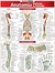 Resumão Anatomia Profunda & Posterior - Autor: Não Tem (2006) [novo]