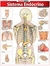 Resumao - Sistema Endocrino Avancado - Autor: Não Informado (2019) [novo]