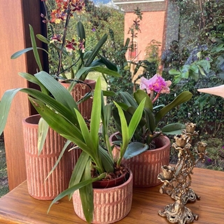 Vaso Amazonas I