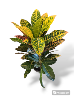 Croton Grande Amarillo - comprar online