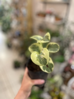 PEPEROMIA VARÍEGADA - comprar online