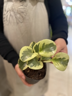 PEPEROMIA VARÍEGADA