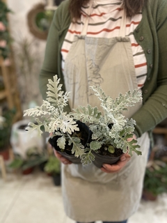 CINERARIA MARITIMA