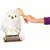 Coruja Hedwig, Coleção Wizarding World - Harry Potter, Sunny - comprar online