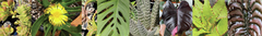 Banner da categoria Plantas