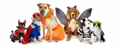 Banner da categoria Moda Pet Fantasias