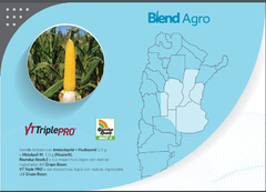 Semilla de Maiz BLEND AGRO 2905 VT TRIPL PRO RR2 en internet