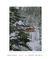 Quadro Decorativo Snow Cabin II na internet