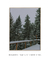 Quadro Decorativo Snowy Pines I - loja online