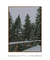 Quadro Decorativo Snowy Pines I