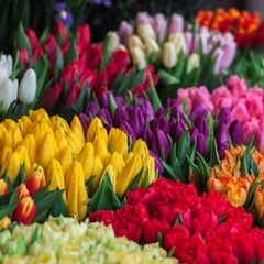 Tulipanes (ramo con 30 tulipanes) - comprar en línea