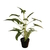 Planta artificial Singonio con maceta 47 cm. en internet